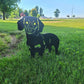 Metal Dog Silhouette Garden Yard Decoration