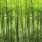 Nature Landscape Green Bamboo Forest Photo Mural Customized Size 3D Wallpaper For Wall Living Room TV Sofa Background Wall Decor