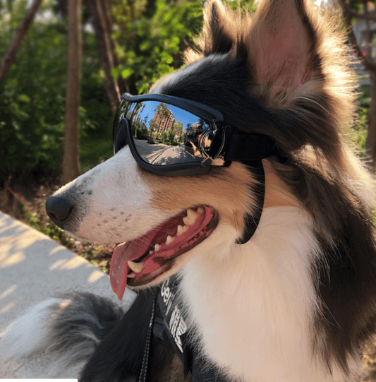 Pet glasses dog supplies goggles waterproof windproof sunscreen UV dog glasses | Decor Gifts and More