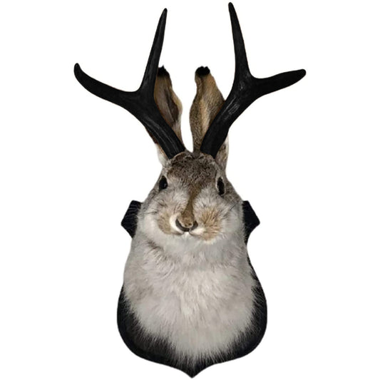 Taxidermy, Rabbit Head Bust Wall Mount - Home Decor Gifts and More